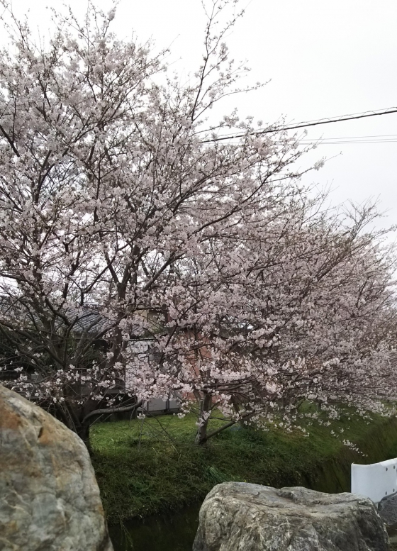 松山も桜が満開です！画像